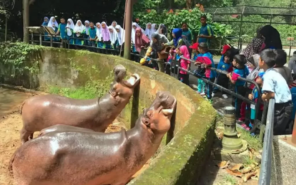 baby hippo