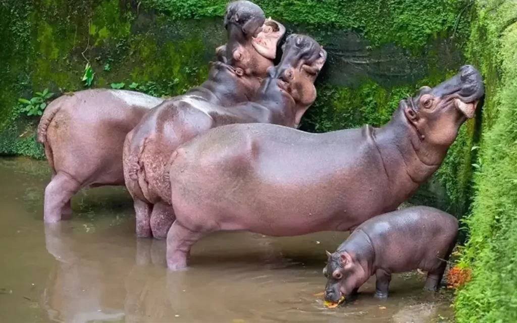 baby hippo 